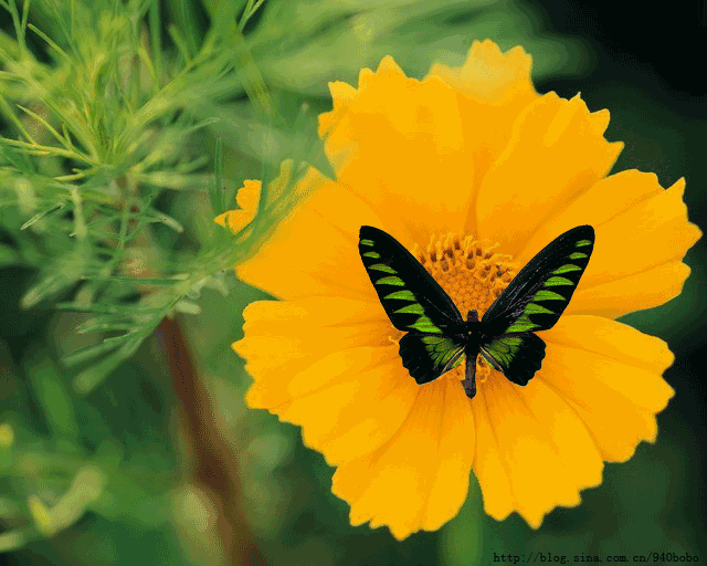1556422835200619.gif 蝴蝶.gif