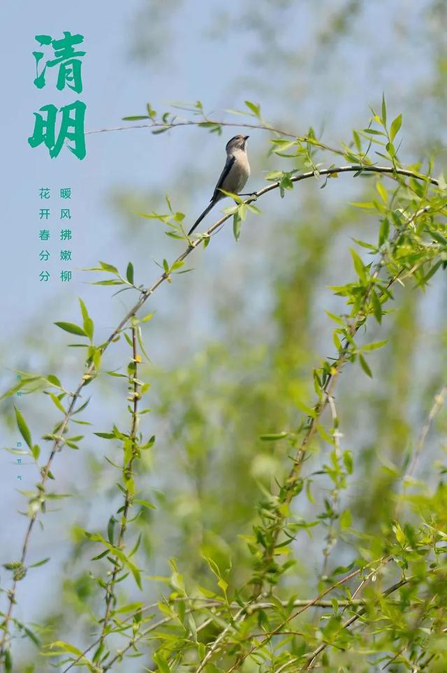 1617514931266471.jpeg 1.1.jpeg