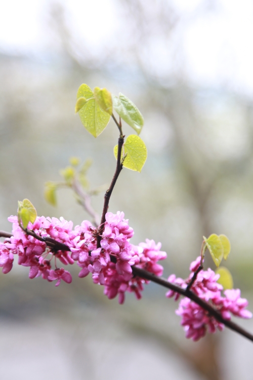 1680750607599306.jpg 1_副本.jpg