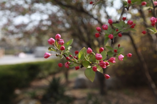 1680750646959583.jpg IMG_5233_副本.jpg