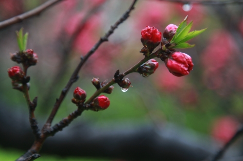 1680750699808847.jpg 2_副本.jpg