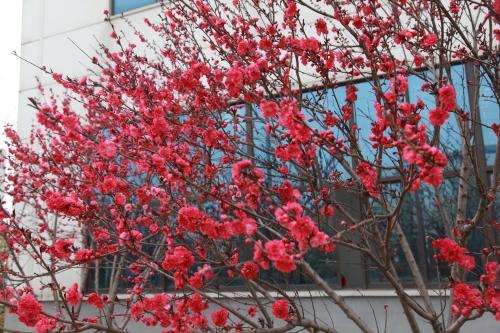 1680750726514896.jpg IMG_5620_副本.jpg